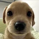 stare