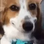 LD_sus_dog