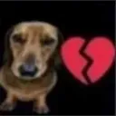 heartbrokendog