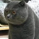 stoned