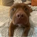 ZEUS2