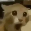 pogCat pogCat