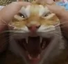 catScream