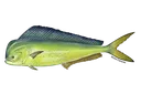 mahimahi