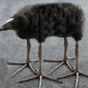 birb