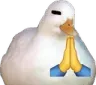 DuckPraying