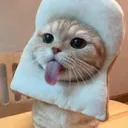 catbreadtongue catbreadtongue