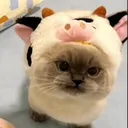 catcow