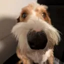 schnozz_doghe