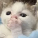 toe