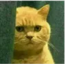 cat cat