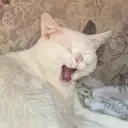 sabYuki_yawn