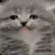 madcat