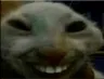 cat_lolxd