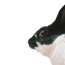 BugsLoveYaa Discord Emoji from Adultcord 🧿