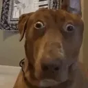 dawg2