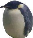 cutdai