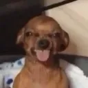 dog_tongue