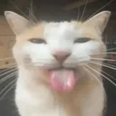bleh
