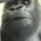 AYOO_Gorilla