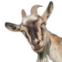 afagoat