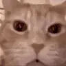 ratmodsCatxd