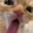 lickylick