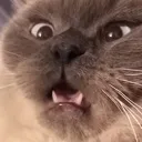 lingagulicat