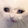 nooooocatcry