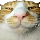 catstare