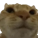 nop