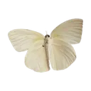 0_butterfly