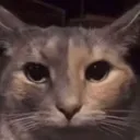 catstare