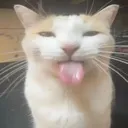 funkywhitecat