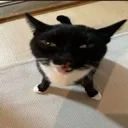 funkyblackcat
