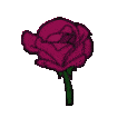 FlowerDarkPink