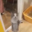 happycat