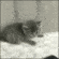 cat_backoff