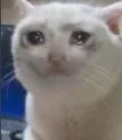 sadcat