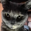 xcatstare xcatstare