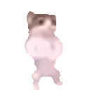 dance_cat