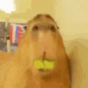 ae_CapyEating