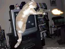 uzicat
