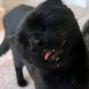 :catokiss: