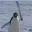 penguin_fight