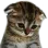 SadCat