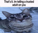 cb_gatto_huhhh Discord emoji