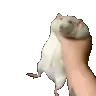 ratshaking