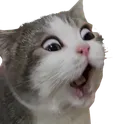 PogCat