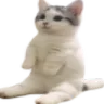 catsitR catsitR